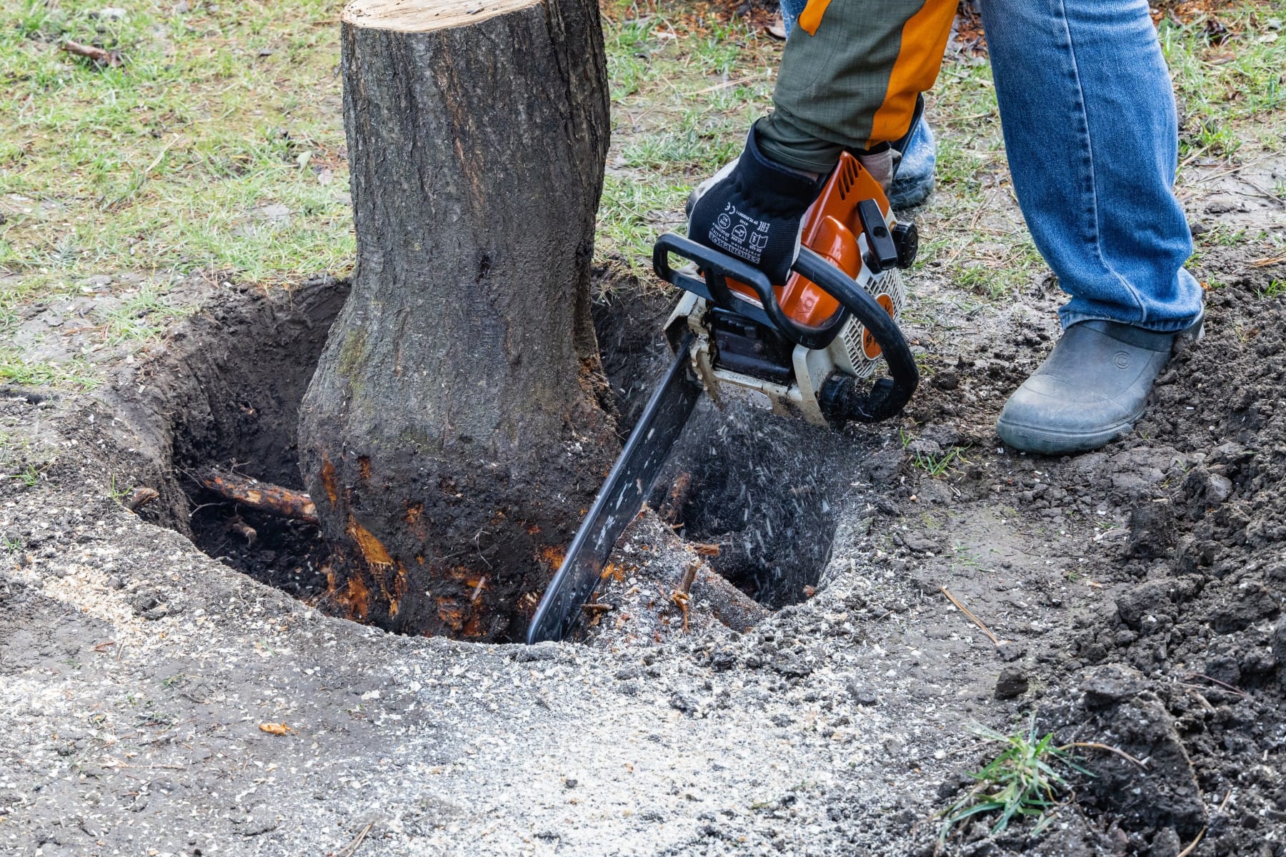 Homeguide Contractor Digging Up Tree Stump